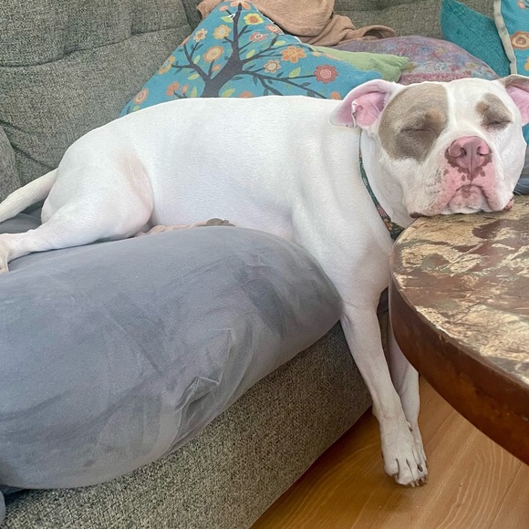 Meet your Posher, Samantha - Picture 7 of 9